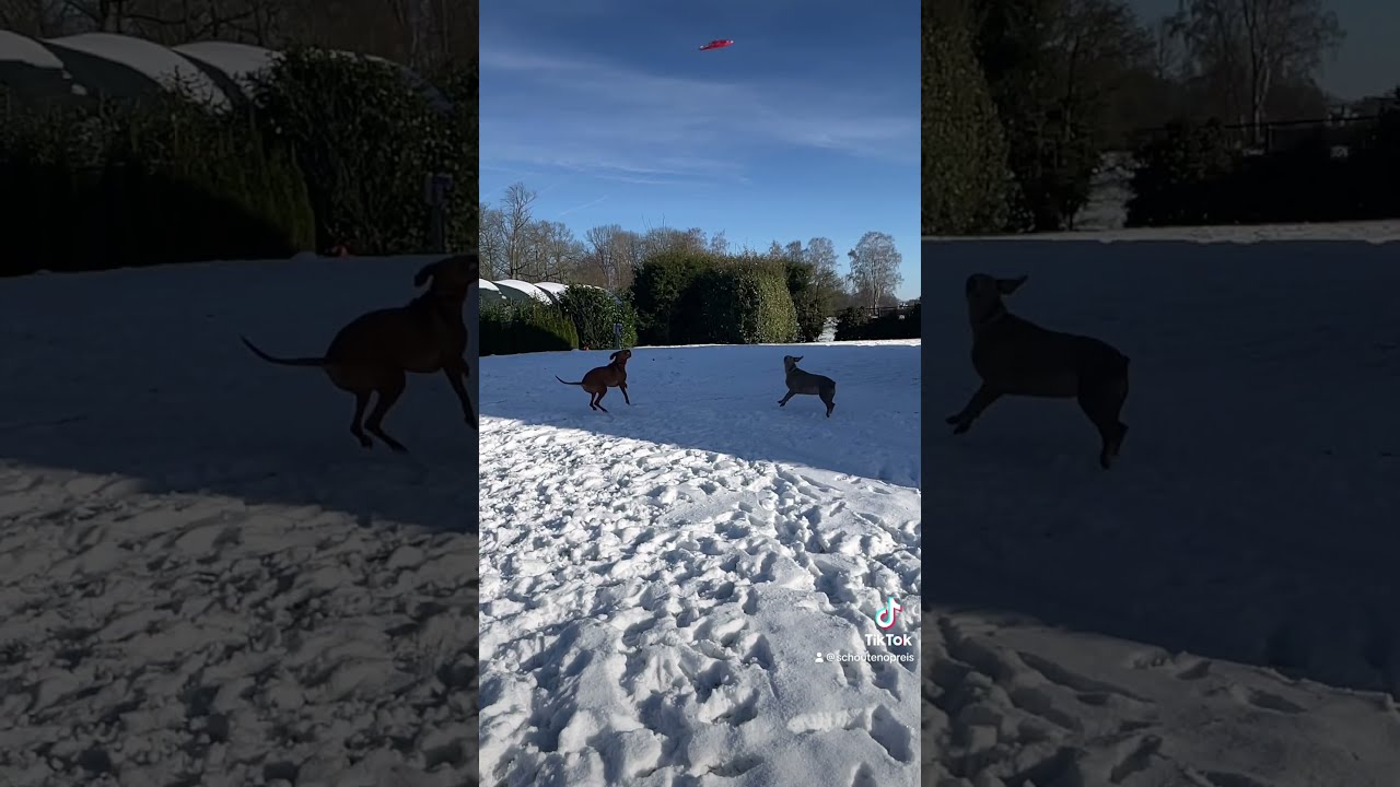 Schouten op reis, Pelt België