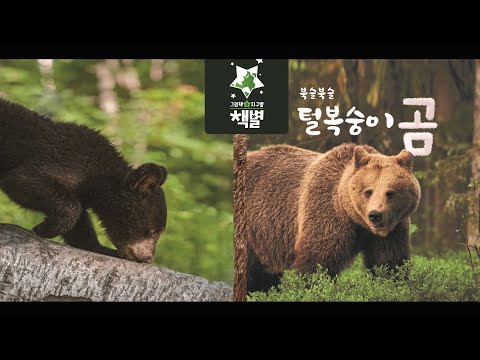 책별10호 코코 복슬복슬 털복숭이 곰