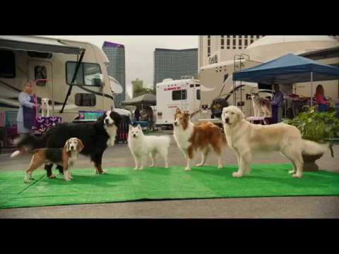 Show Dogs Trailer Subtitrat In Romana Youtube