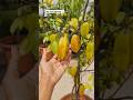 Harvesting Star Fruit From My Terrace Garden Terracegarden Fruit Shorts 