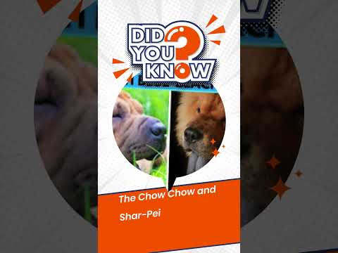 Chow Chow & Shar-Pei: Only Dogs with Black Tongues! 🐾👅 #Shorts #viralvideo #viralshorts #viralreels