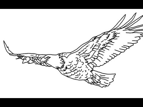 How to draw a Flying Eagle - YouTube