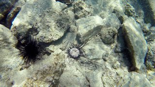 The search for the sea urchin killer has been solved