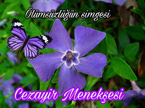 Perrywinkle - Vinca