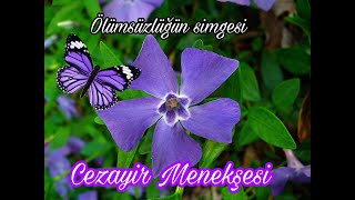 Cezayir menekşesi - Vinca