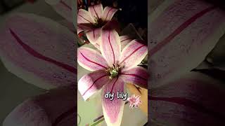 🌸 DIY LILIES 🌸 #trending #art #lily #diy #liles # #portraitfeed #craft  #flowercraft #craftycorner