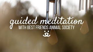 10-Minute Guided Meditation | Grieving the Loss of a Pet
