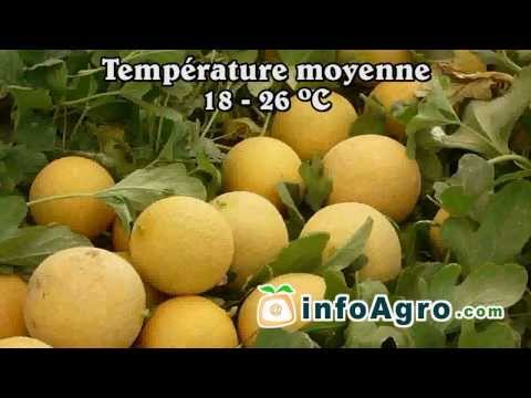 Vidéo: Melons pour les jardins de la zone 5 : choisir des plantes de melon d'été courtes