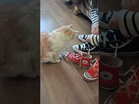 Женские кеды Converse Chuck Taylor All Star Hi Black M9160C черные, Цвет Черный, Размер 39