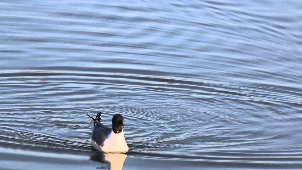 Sabine's Gull @ Glendale Recharge Ponds, AZ 28 Aug 2015 