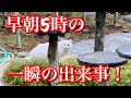 久しぶりに姿を現した野良猫は一瞬で…【子猫時代の可愛い動画あり】
