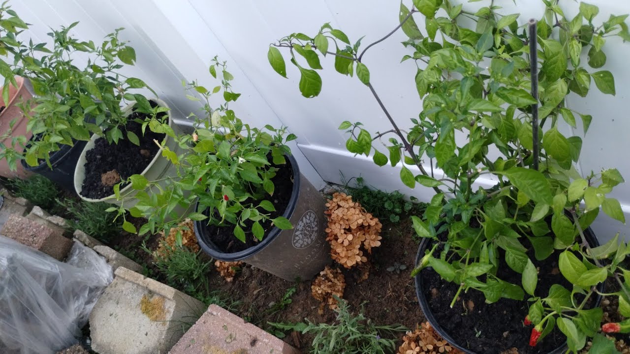 My chilli plants I keep inside over the winter are back outside YouTube
