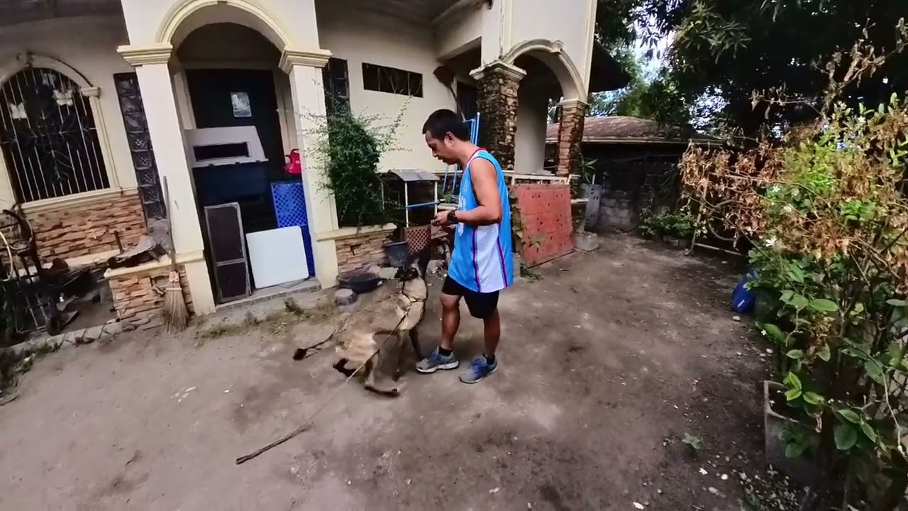 Reporting Video to Our Client: SAM (BELGIAN MALINOIS) REPORTING VIDEO