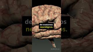 ¡MAPA CEREBRAL 4D! El Atlas Definitivo del Cerebro Humano en Desarrollo
