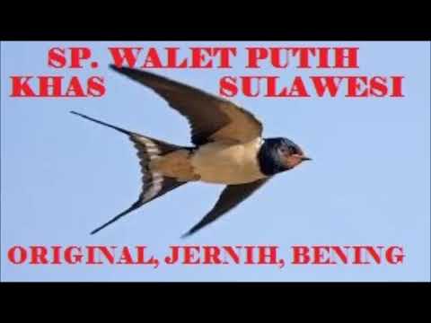 SUARA PANGGIL TERBAIK BURUNG WALET  2024
