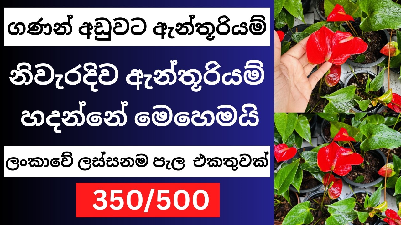 🇱🇰මෙන්න ලංකාවේ ලස්සනම ඇන්තූරියම් පැළ සෙට් එකක් -මෙහෙමයි නිවැරදිව ඇන්තූරියම් හදන්නේ