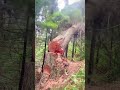 Removal of dead wood #tree #satisfying #asmr #giant... #Shorts #michael.katouzi