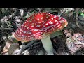 Astonwood Gardens walk and a GIANT (Fly agaric)