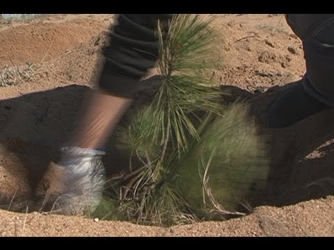 Кедровая роща