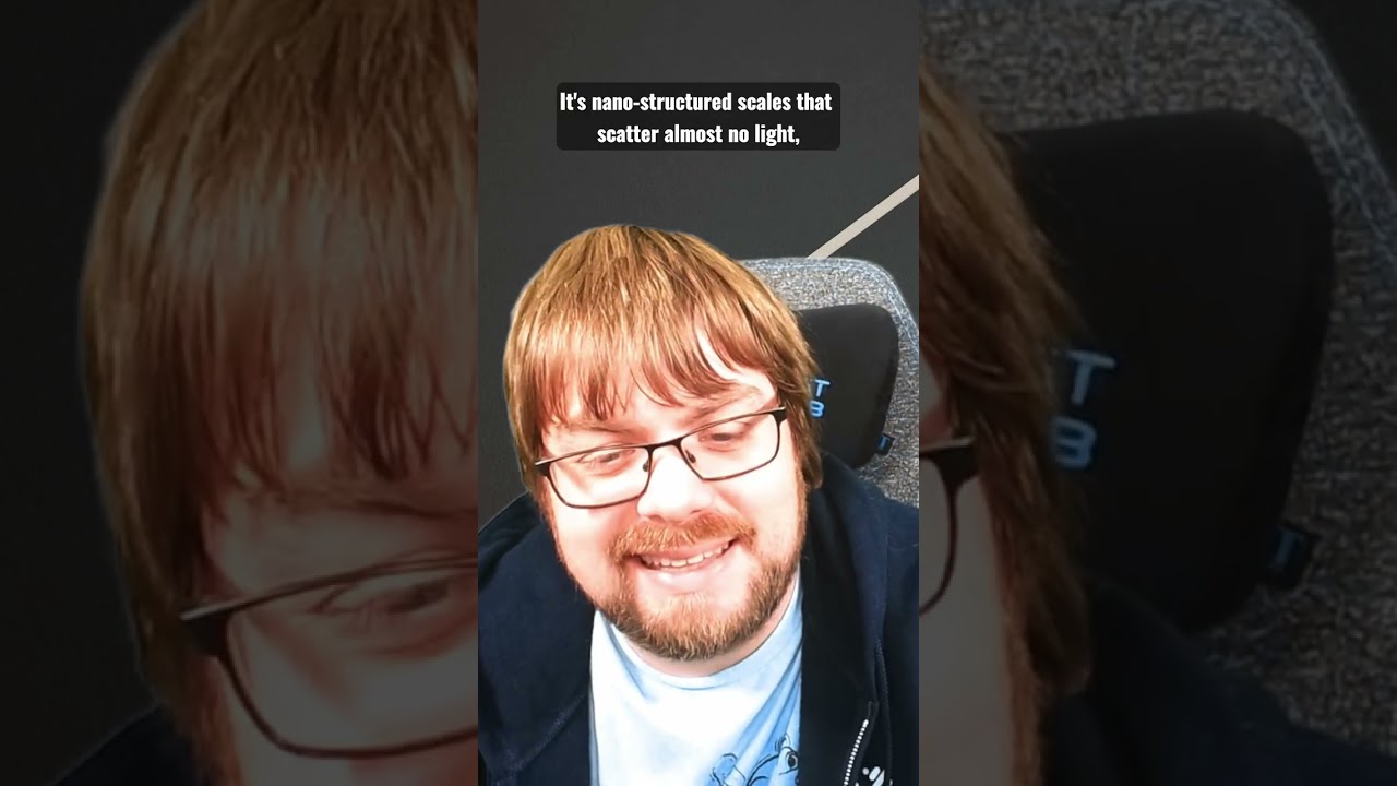 🦋 Теперь я ясно вижу, что крыло... прозрачное?