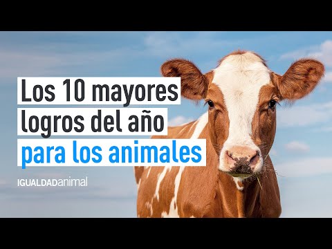 Logros contra el MALTRATO ANIMAL EN 2022 | IGUALDAD ANIMAL