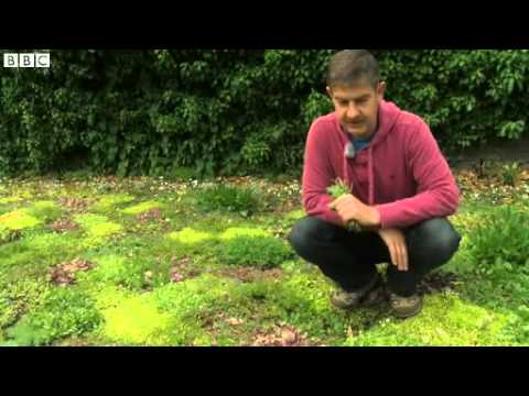 Grass free lawn opens in London park