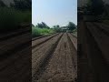 Natural Bird Sound at vadi