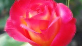 Kensington Road  - SO ALIVE -