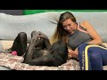 Дан Запашный и новости сегодня | Шимпанзе Боня взяла резинку для волос