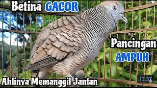 Download lagu Pancingan perkutut betina memanggil JANTAN