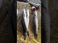 Big Catla Fish in Market #seafood
