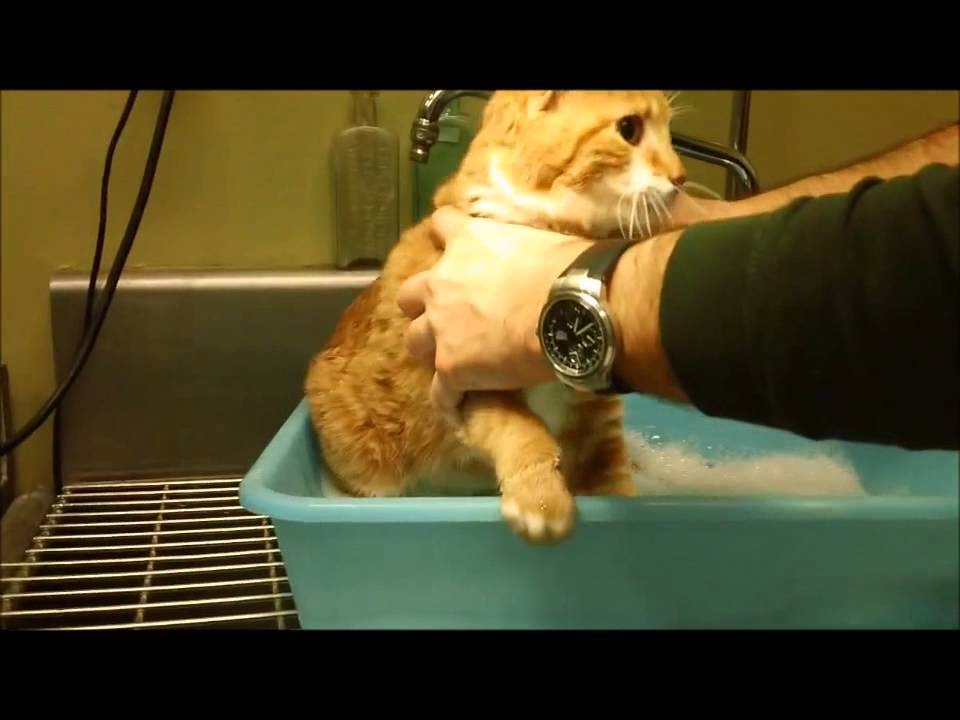 How to wash a cat YouTube