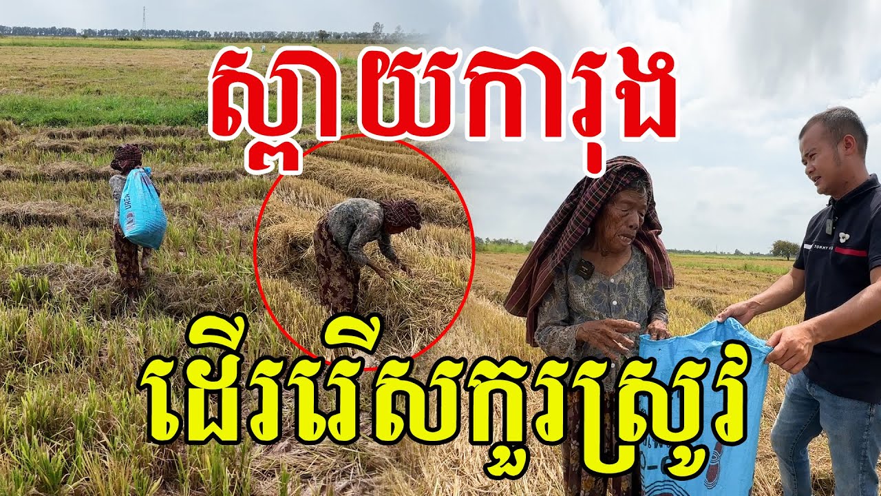 យាយស្ពាយការុង​ ដេីររេីសកួរស្រួវកណ្ដាលថ្ងៃ​ នេះហេីយទឹកចិត្តម្តាយ