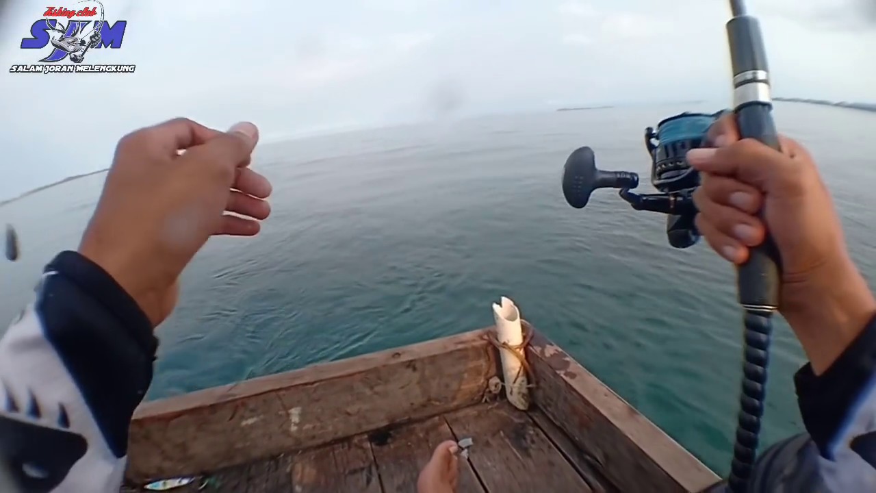 mancing di laut umpan cumi dan udang hidup