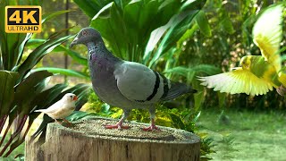 Birds Video For Cats & Dogs - Pet Entertainment - Bird Watching For Cats And Dogs - 4K UHD by Awesome Nature  460 views 7 months ago 8 hours