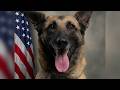 Community calling for accountability in the death of K9 officer Chilli