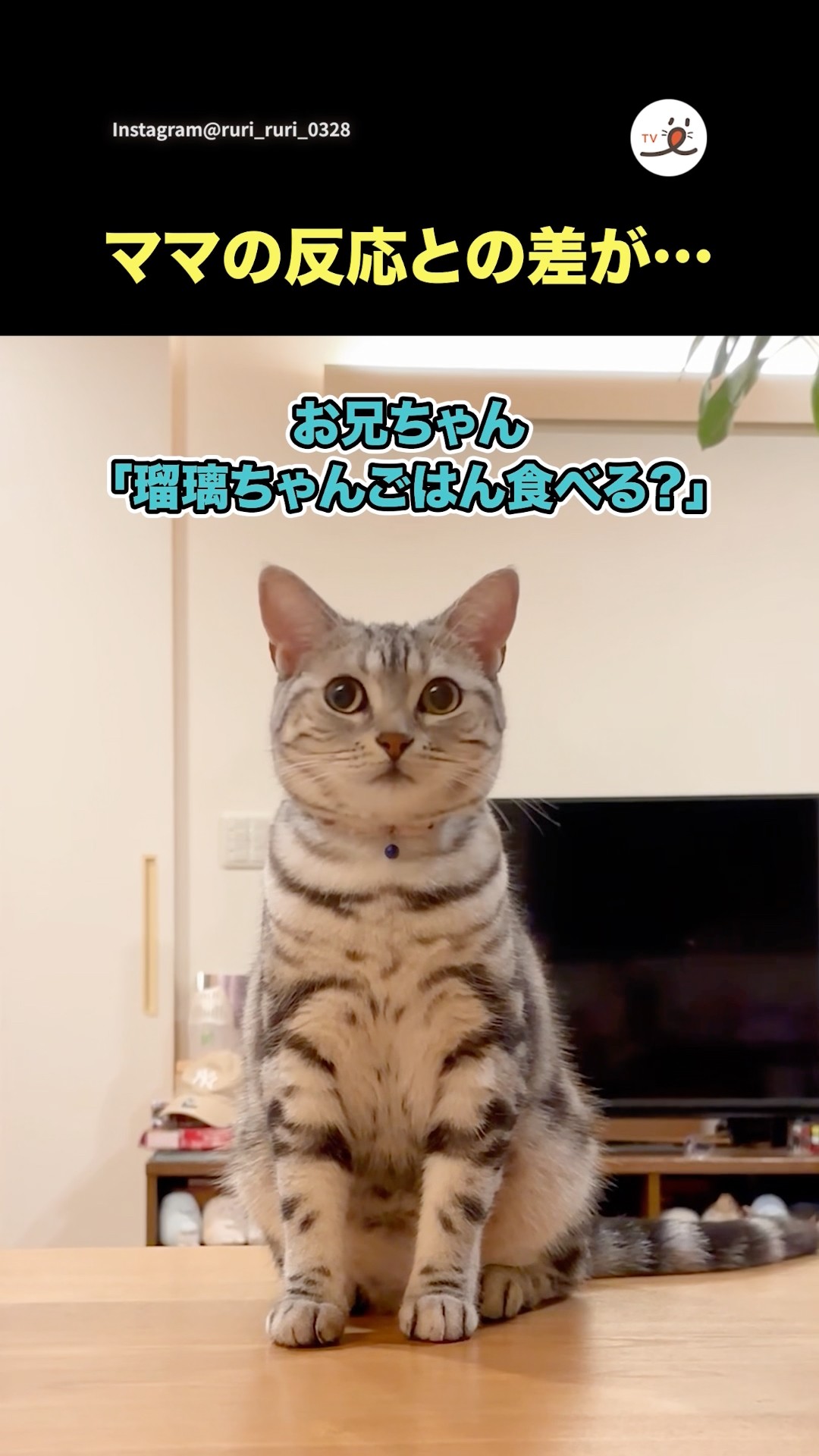 いつでも一緒！ 手乗りサイズのお猿さん・ピザトルの魅力🍕【PECO TV