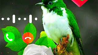 اجمل نغمات دينية جديدة// رنات هاتف اسلامية جديدة//بدون موسيقى//Whatsapp Cases / Friday //