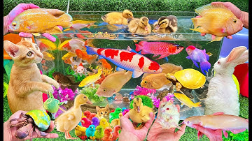 Bắt Các Con Vật Dễ Thương, Bắt Mèo Dễ Thương, Cua, Rùa, Cá Koi, Thỏ, Cá Vàng Bơi, Vịt Con Dễ Thương