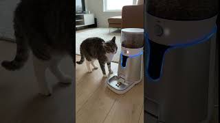 The Automatic Feed Machine Scared The Hell Out Of Kitty