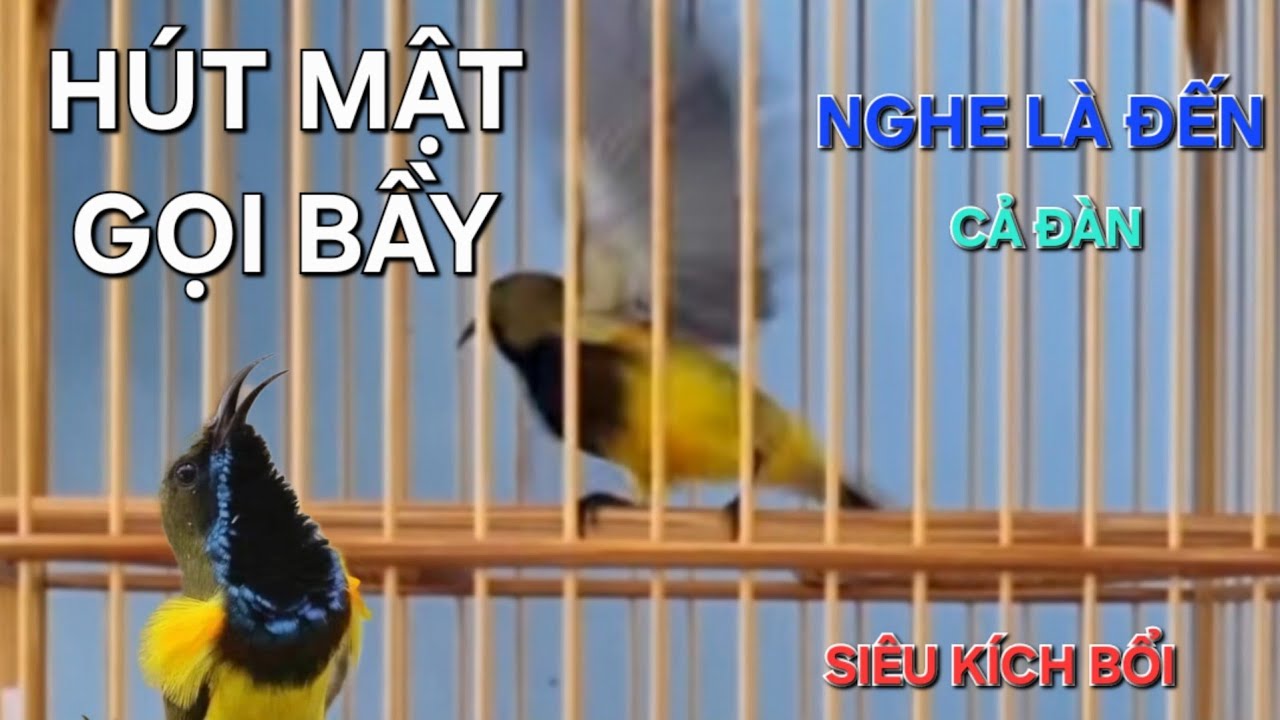 Chim Hút mật gọi bầy hay bật lên chim chuyền về cả đàn, không tạp âm siêu kích bổi/ Chim Hút Mật Huế