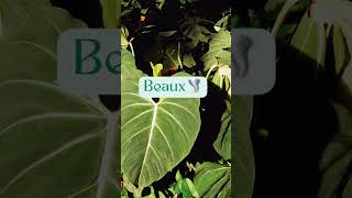 Baby boy middle names “B” #babynames #uniquenames #trendingshorts #babyboy #names #family #fy