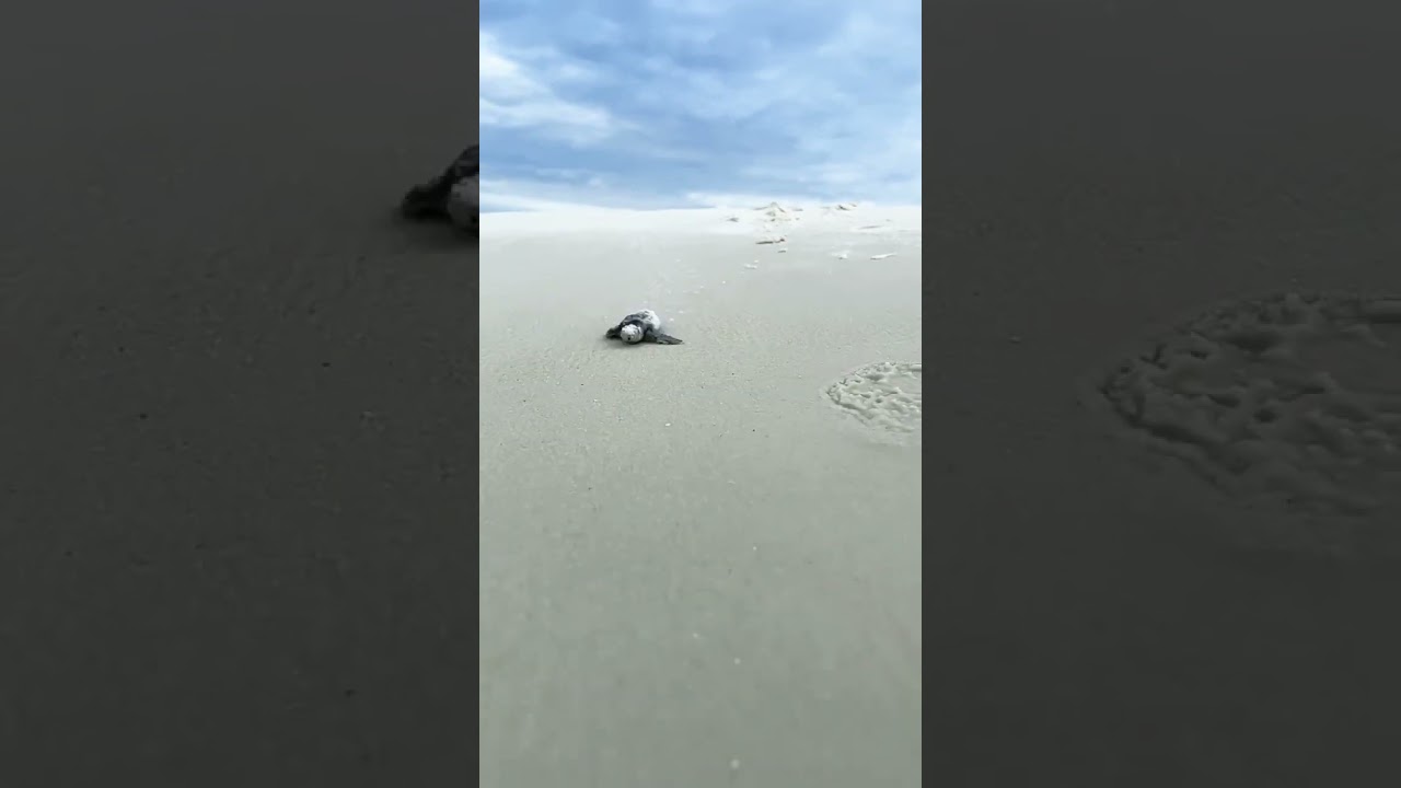 A Hatchling Turtle's first Seaside Expedition. 