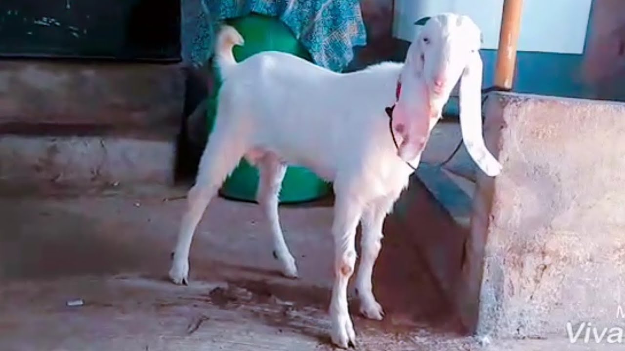 Hyderabadi bakra