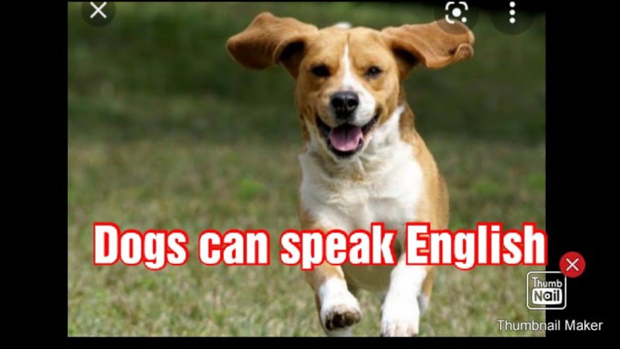 Dogs Can Speak English YouTube dogs-can-speak-english-youtube
