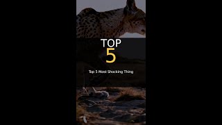 Top 5 Most Shocking Things Ever Caught On Camera #Shorts