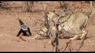 Amazing footage of lions hunting honey badger and badger striking back! - Tuli Wilderness, Botswana