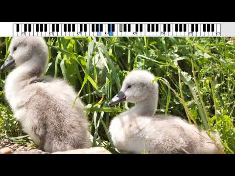 Als ik je zie - Kenny B