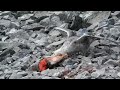 Giant petrel eating baby penguin alive