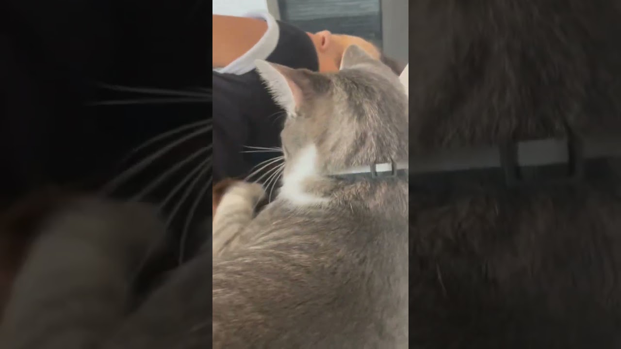 Cat chews on hair